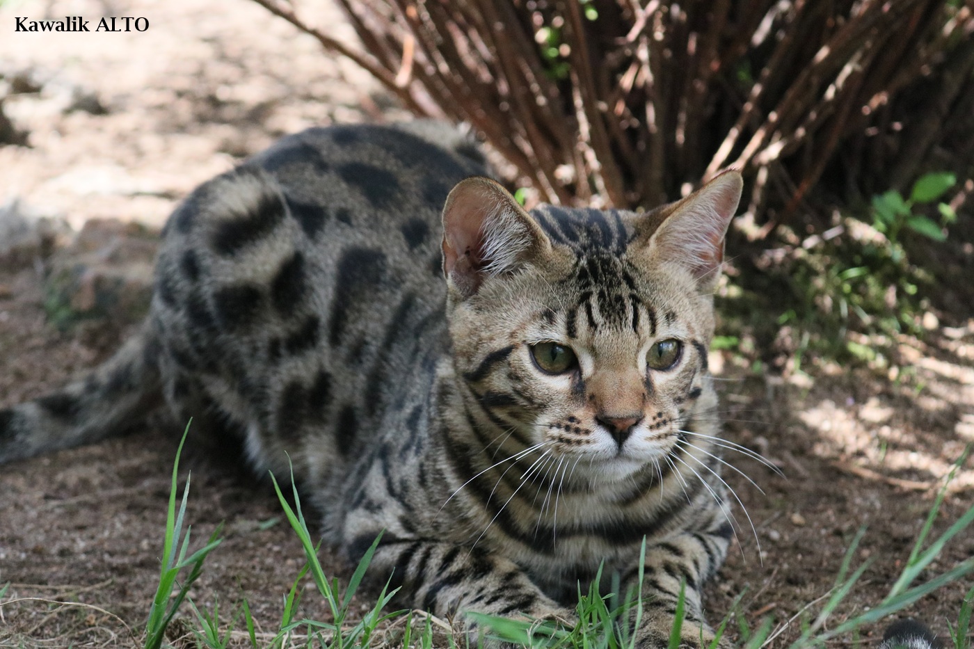 male bengal